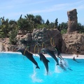 Dolphins Loro Parque4